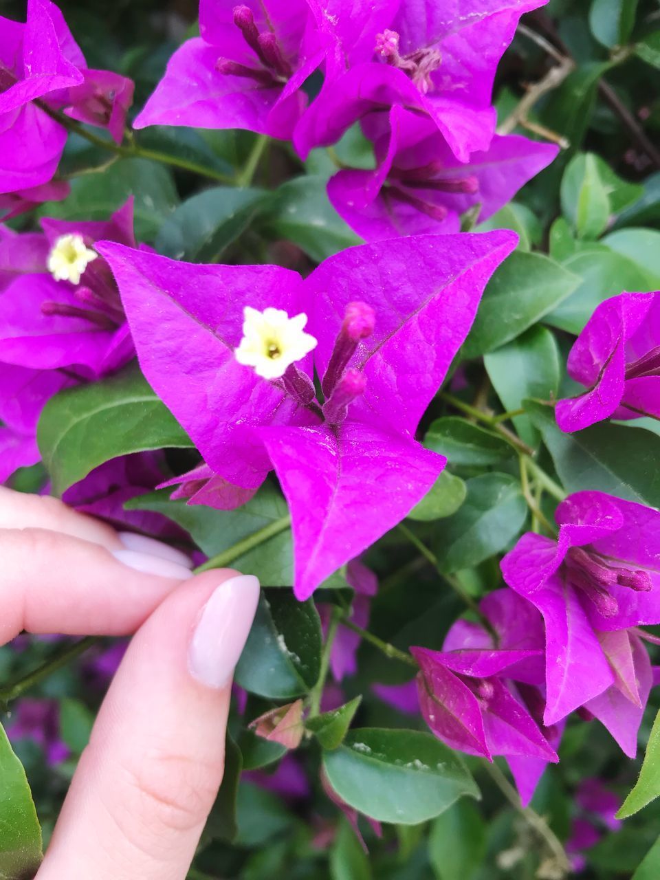 CLOSE-UP OF HAND ON PURPLE FLOWERING PLANTS