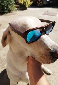 Close-up of dog wearing sunglasses