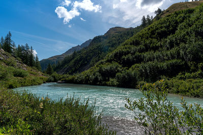 Scenic view of river amidst trees in forest against sky