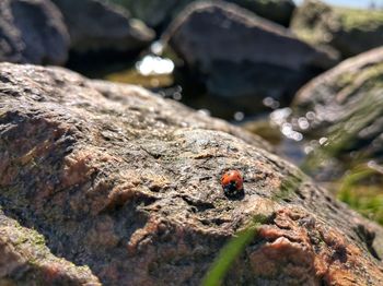 Close-up of ladybug on rock