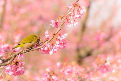 Close-up of pink cherry blossoms in spring