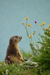 Close-up of honey bee on grass