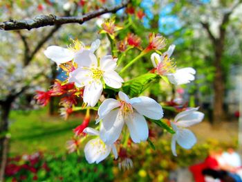 Close-up of white flowers blooming on tree