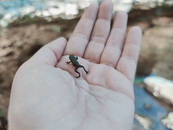 Close-up of hand holding small