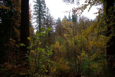 Trees in forest during autumn