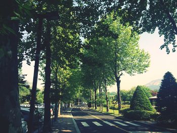 Road passing through trees