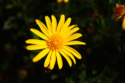 Close-up of yellow flower blooming outdoors