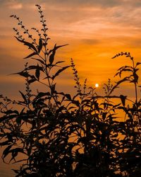 Low angle view of silhouette plants against orange sky