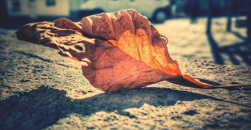 Close-up of maple leaf on land