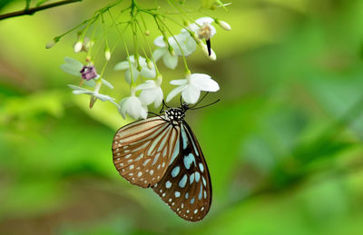 Close-up of butterfly pollinating on flower