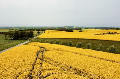 rapeseed