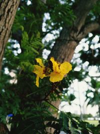 Low angle view of yellow flowers blooming on tree