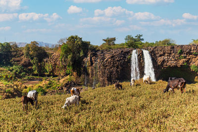 Cows grazing on field against sky