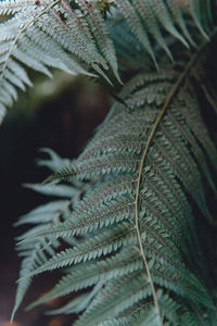 Close-up of fern leaves