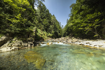 River amidst trees in forest against sky