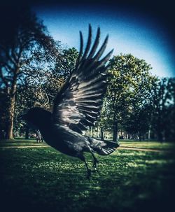 Bird on grassy field