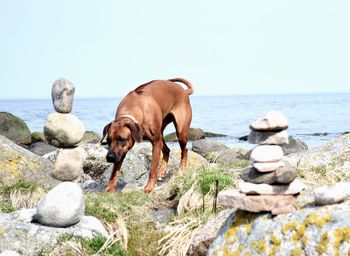 Horses on rock by sea against clear sky