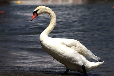 Swan in a lake