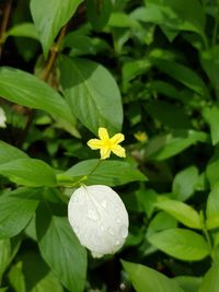 Close-up of white flowering plant