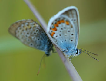 Close-up of butterflies on grass blade