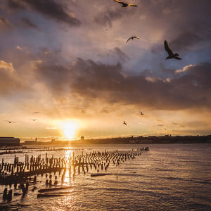 Birds flying over sea against sky during sunset