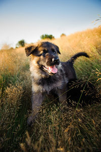 Close-up of dog against sky