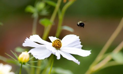 Close-up of insect on white flower