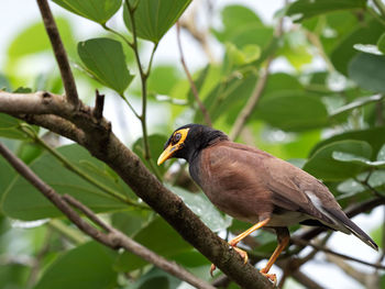 Close-up of bird perching on branch