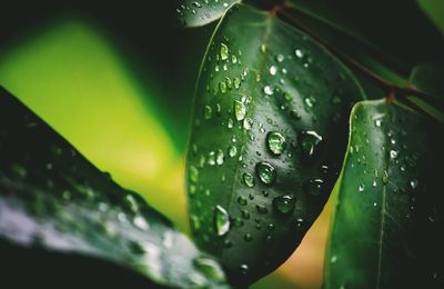 Close-up of water drops on plant