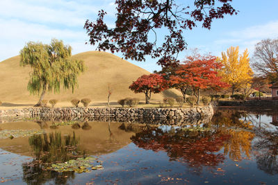 Autumn view of daereungwon royal tomb park with the blue sky in gyeongju, soutn korea