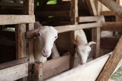 View of an animal in pen