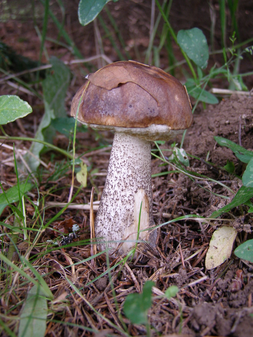 CLOSE-UP OF MUSHROOM GROWING ON FIELD DURING RAINY SEASON