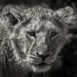 Close-up portrait of cat
