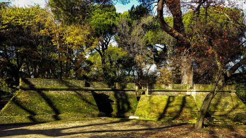 Trees in park