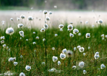 Gentle, white bog flowers, green background, sunny summer morning, fog in the background