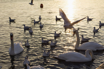 High angle view of swans swimming in lake