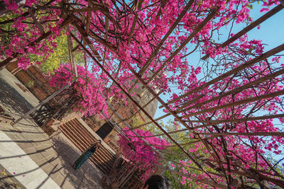 Low angle view of pink flowering tree