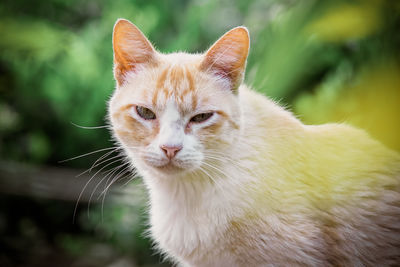 Close-up of cat looking away