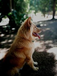 Close-up of dog sticking out tongue