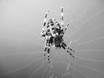 Close-up of spider on web