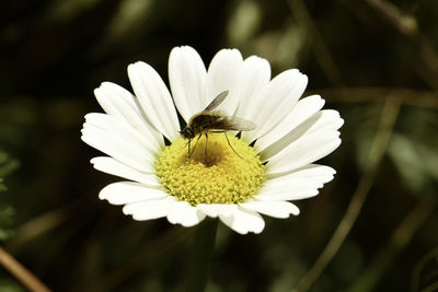 Close-up of insect on flower