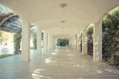 Empty white pathway along plants