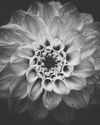 Close-up of dahlia blooming outdoors