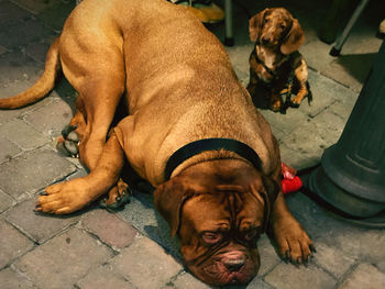 High angle view of dog lying on footpath