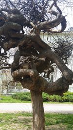 Low angle view of tree against sky