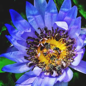 Close-up of bee on purple flowering plant