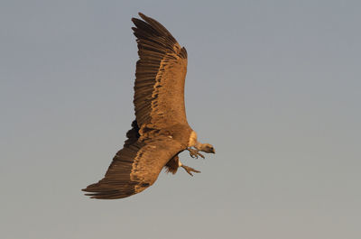 Low angle view of eagle flying against the sky