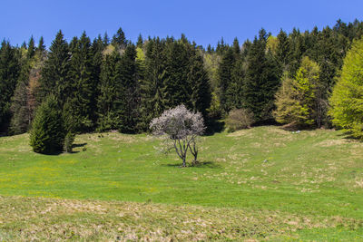 Scenic view of grassy field against sky