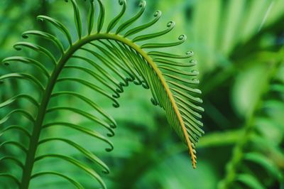 Close-up of palm tree