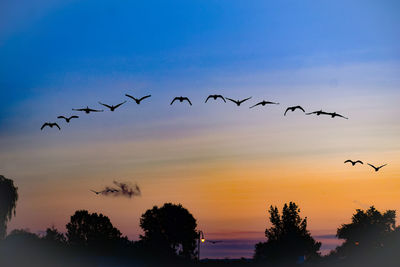 Silhouette birds flying in sky during sunset